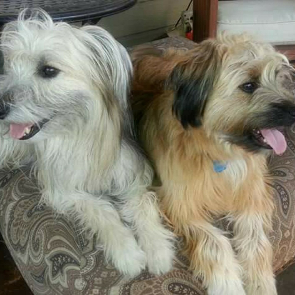 Meet your Posher, Albert